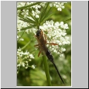 Lissonota sp - Schlupfwespe 01e 14mm-fdet03.jpg